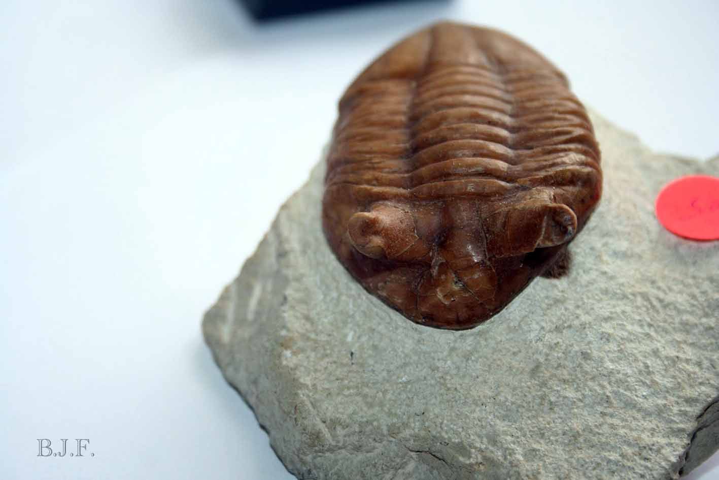 Fossils Ebay Fossils